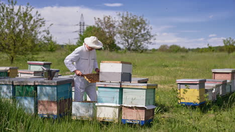 male beekeeper checking his bee hives at the little farm. man holds a frame and looks at it attentively.
