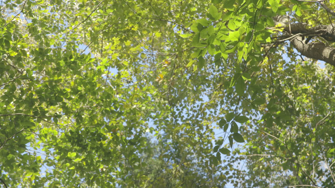 Handheld pan down from tree tops to a lady walking through the woods.  Shot in 4K