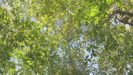 handheld pan down from tree tops to a lady walking through the woods.  shot in 4k