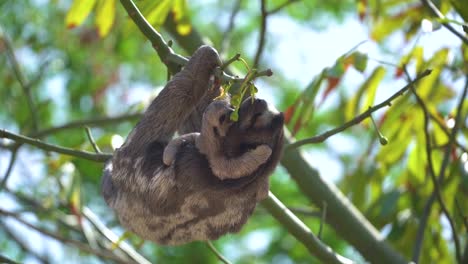 Adorable-moment-of-a-mother-sloth-and-her-young-baby-hanging-high-in-forest-canopy-eating-flowers,-slow-motion