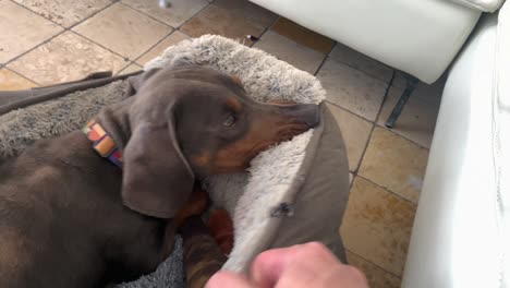 perro dachshund mordiendo su propia cama de perro