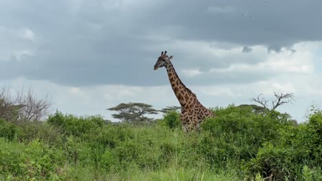 masai giraffe (giraffa tippelskirchi) walking in serengeti national park, tanzania.