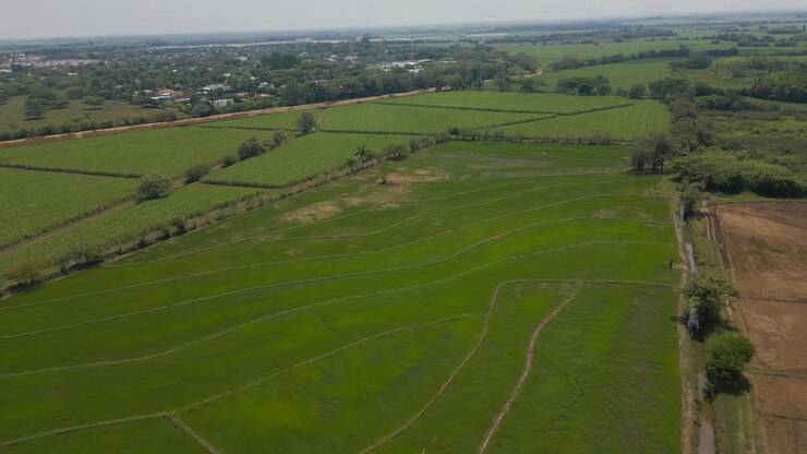 Aerial Rice Crops Next to Sugar Cane Crops