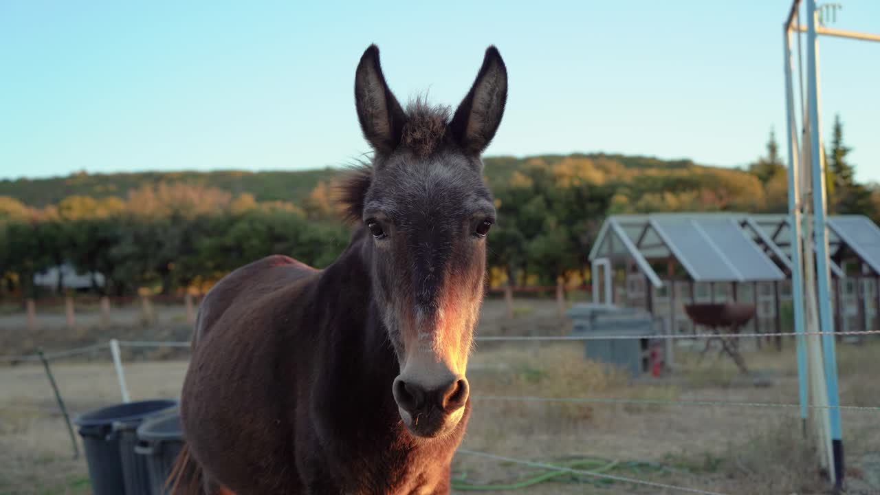 un animal de granja de mula en una granja ecológica sostenible