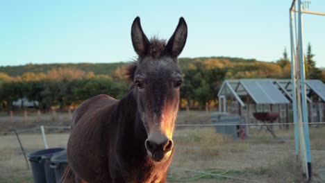 a mule farm animal on a sustainable eco farm