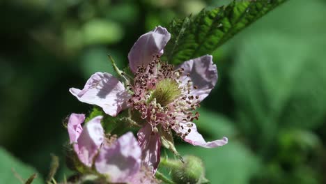 Closeup-of-Bramble-Flower.-June.-England.-UK