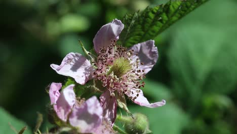 primer plano de la flor de la zarza. junio. inglaterra. reino unido