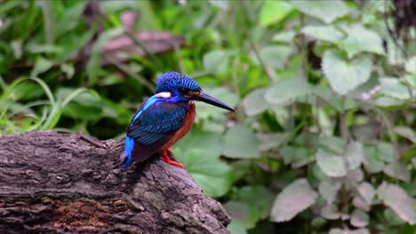 Der-Blauohrige-Eisvogel-Ist-Ein-Kleiner-Eisvogel,-Der-In-Thailand-Vorkommt-Und-Von-Vogelfotografen-Wegen-Seiner-Schönen-Blauen-Ohren-Gesucht-Wird,-Da-Er-Ein-Kleiner,-Niedlicher-Und-Flauschiger-Blaufederball-Eines-Vogels-Ist