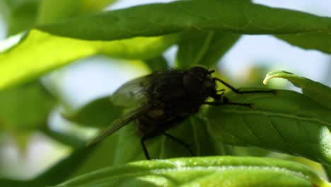 a fly is walking on a green leave from the shadow in to the sun in slow motion