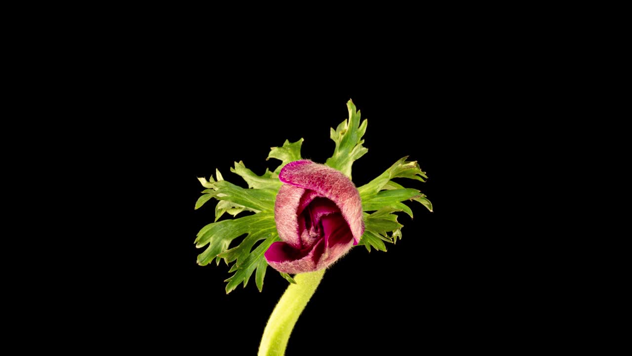 Red anemone blooms on a black background, time lapse, alpha channel. 4k video. Valentines day, mother's day, spring, holiday, Love, birthday, easter concept