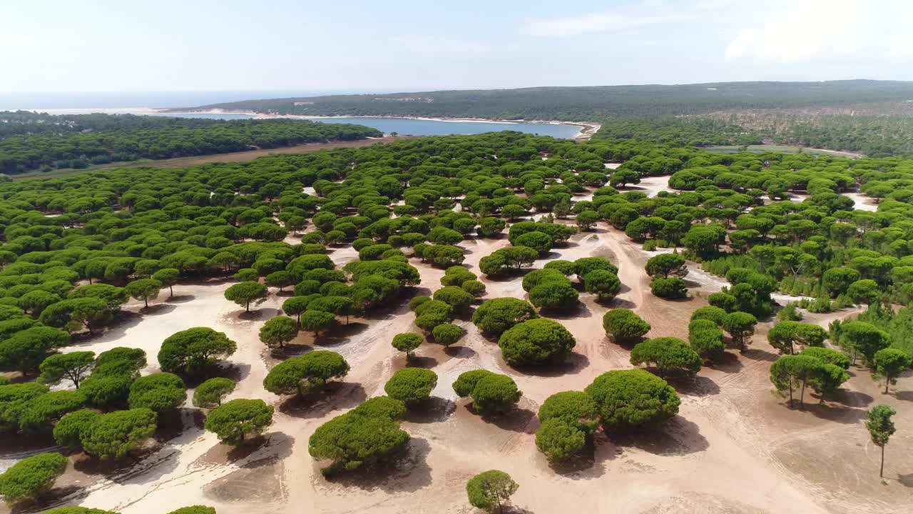 Vista aerea di una foresta verde rigogliosa