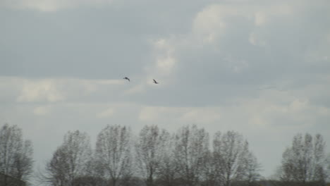 two birds flying through a cloudy sky