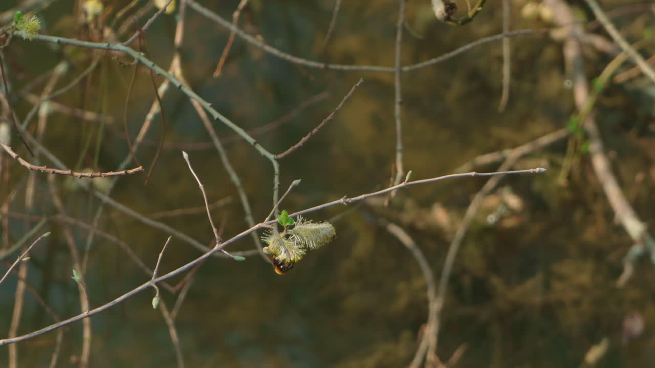 봄에 막 피어난 꽃에서 꽃가루를 모으는 범블비의 클로즈업 샷