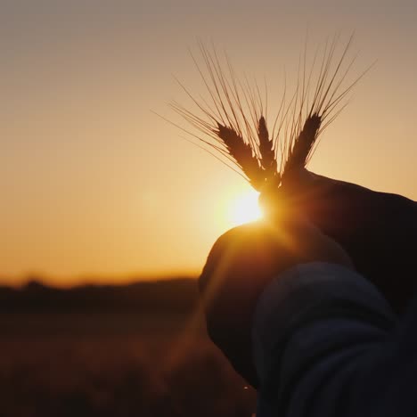 Farmer's-hands-studying-wheat-1