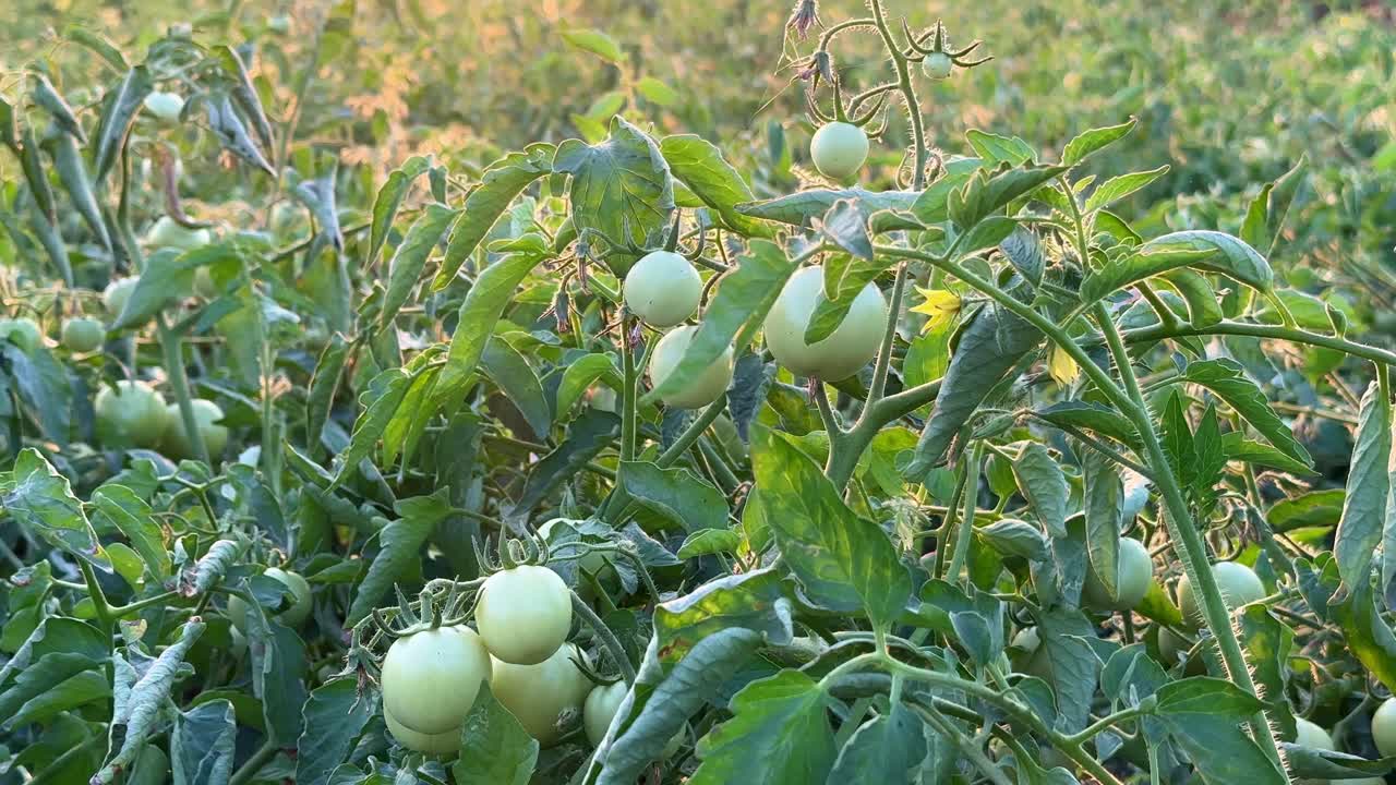 Closeup shot of tomatos growing in the farm field