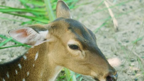 4k cinematic slow motion wildlife nature footage of a spotted deer from up close eating in the middle of the jungle in the mountains of phuket, thailand on a sunny day