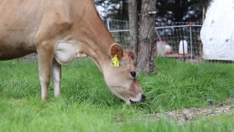 jersey cow grazing on lush green grass in a rural setting, tagged with number 61, peaceful farm life scene