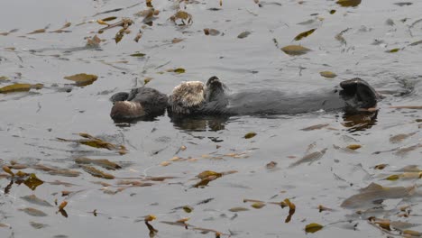 Baby-Sea-Otter-And-Mom-Taking-An-Afternoon-Nap-Over-A-Bed-Of-Kelp