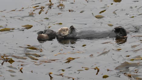 baby sea otter and mom taking an afternoon nap over a bed of kelp