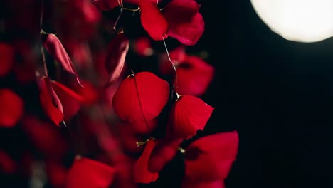 red rose petals arrangement