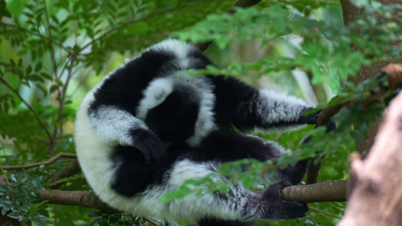 Czarno-biały lemur wari (Varecia variegata) odpoczywa na drzewie, pielęgnując swoje puszyste futro. Ujęcie z bliska.