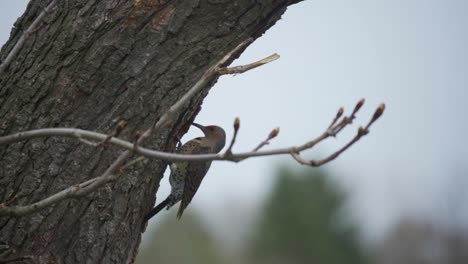 retrato de un parpadeo del norte posado en un árbol forestal, pájaro carpintero de canadá y américa