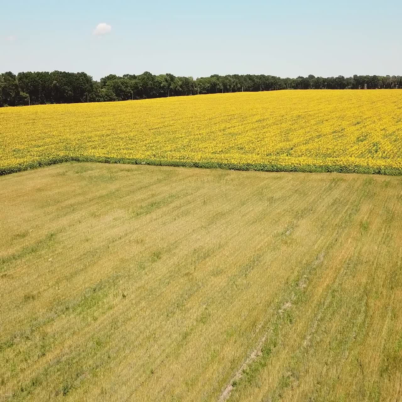 vista aérea de un hermoso campo de girasoles amarillos, paisaje rural