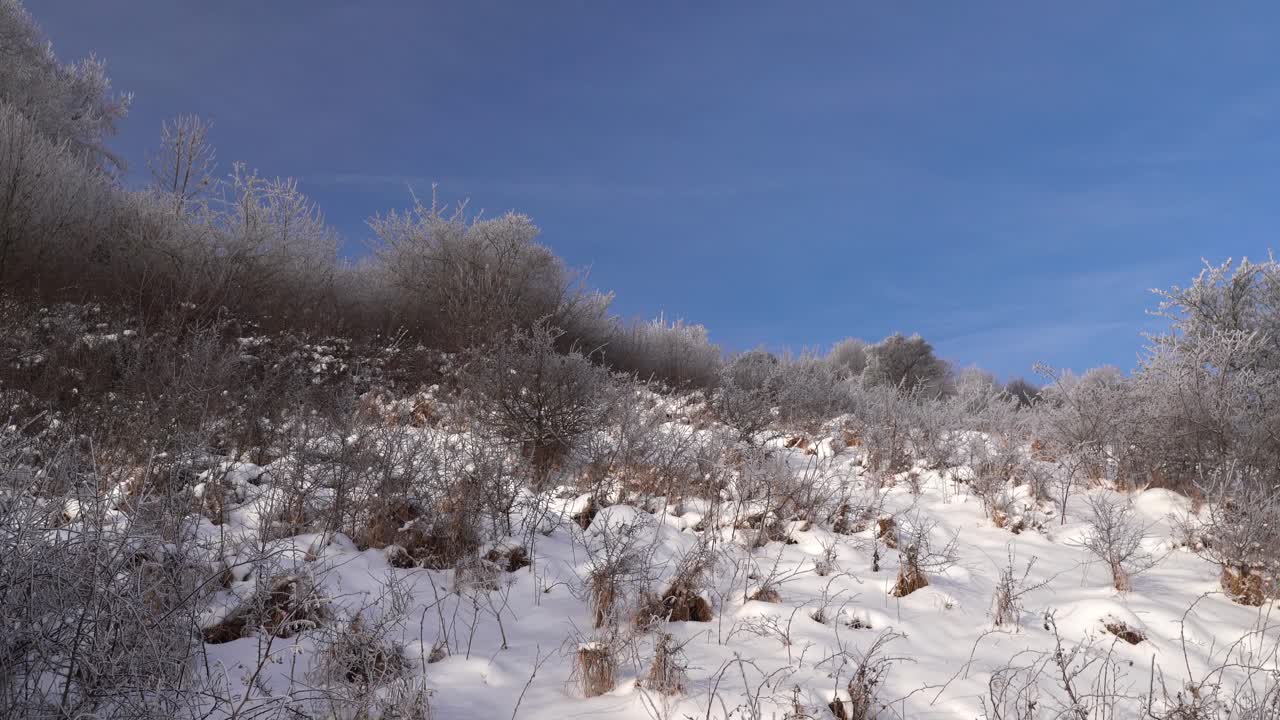 관목과 푸른 하늘이 있는 언덕 위의 시골 겨울 풍경