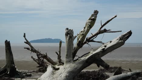 driftwood on a secluded beach
