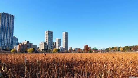 shinobazu no ike pond in ueno, tokyo japan