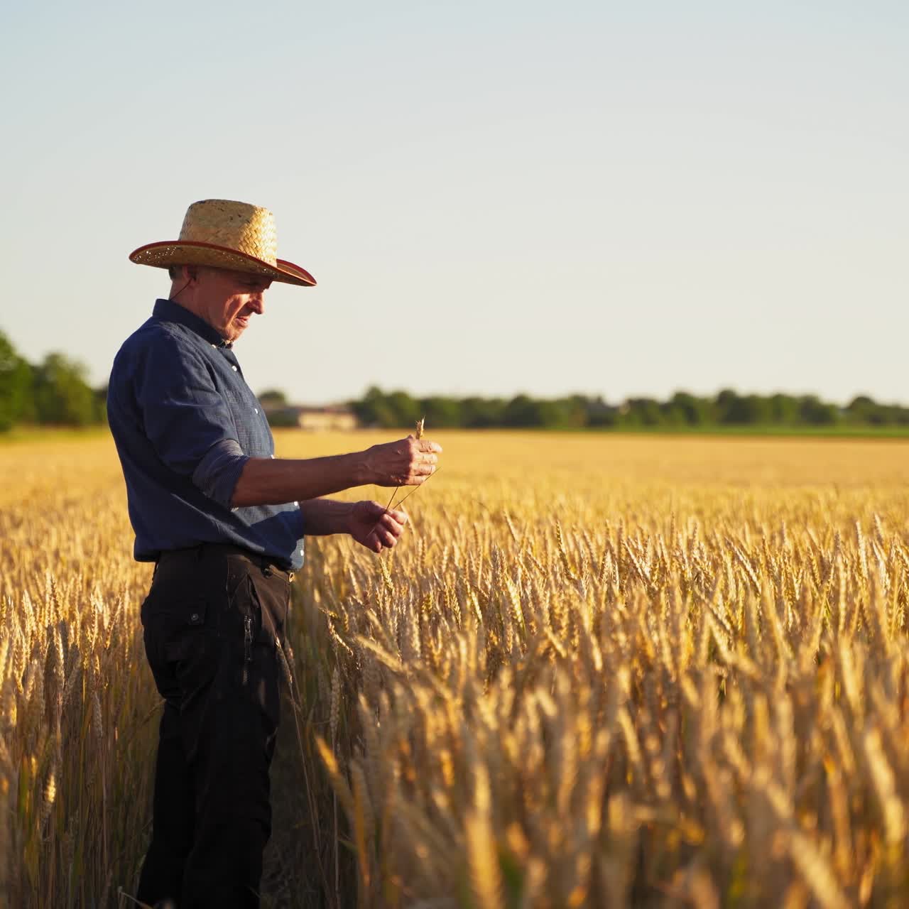 Agronomist in golden wheat field at sunset. Farmer looks at the ears of wheat. Man's hands touch the ears of wheat. The agriculturist inspects a field of ripe wheat.