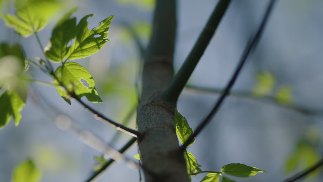 Close-up of tree branches and leaves