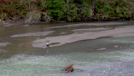 águila-Calva-Salvaje-De-Pie-En-Un-Banco-De-Arena-En-El-Río-Nooksack