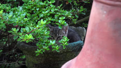 cat sits in a planter behind a chiminea.