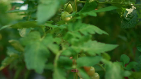 Tomatoes-vine-growing-cultivation-in-modern-agriculture-business-farm-greenhouse