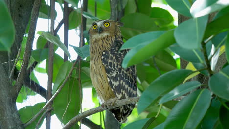 Buffy-fish-owl-perched-on-tree-in-Hampstead-Wetlands-Park,-Singapore