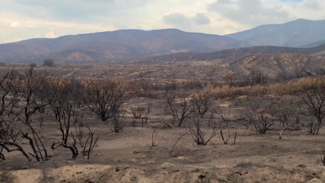 Panning-view-over-a-burnt-ground-with-withered-trees,-Real-time,-Daylight