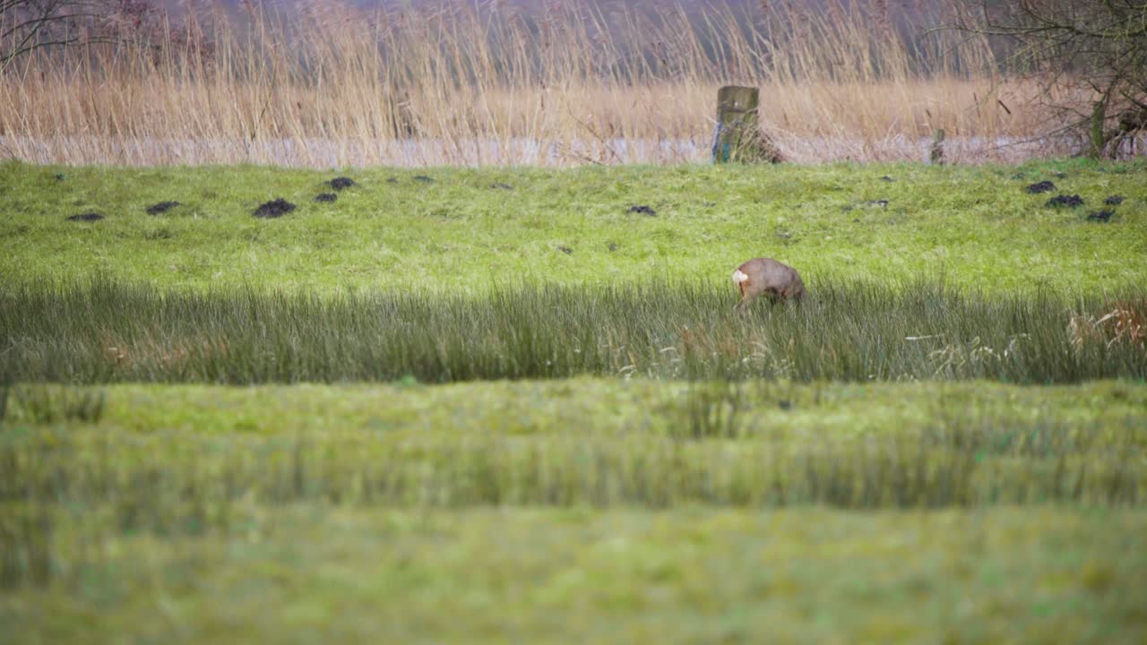 solitario ciervo roe pastando en la hierba larga en la orilla del río ventoso