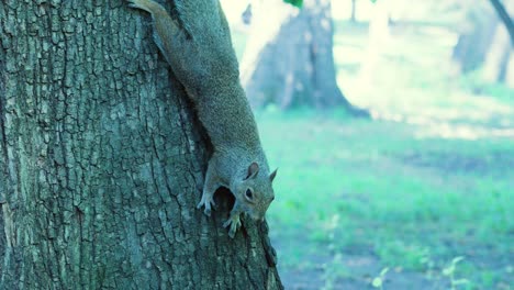 a brown squirrel climbing head-first down a tree stretches long, kneeds its little hands, and sticks its tongue out