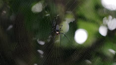 la araña tejedora de orbe de seda dorada esperando que la presa aterrice en su web