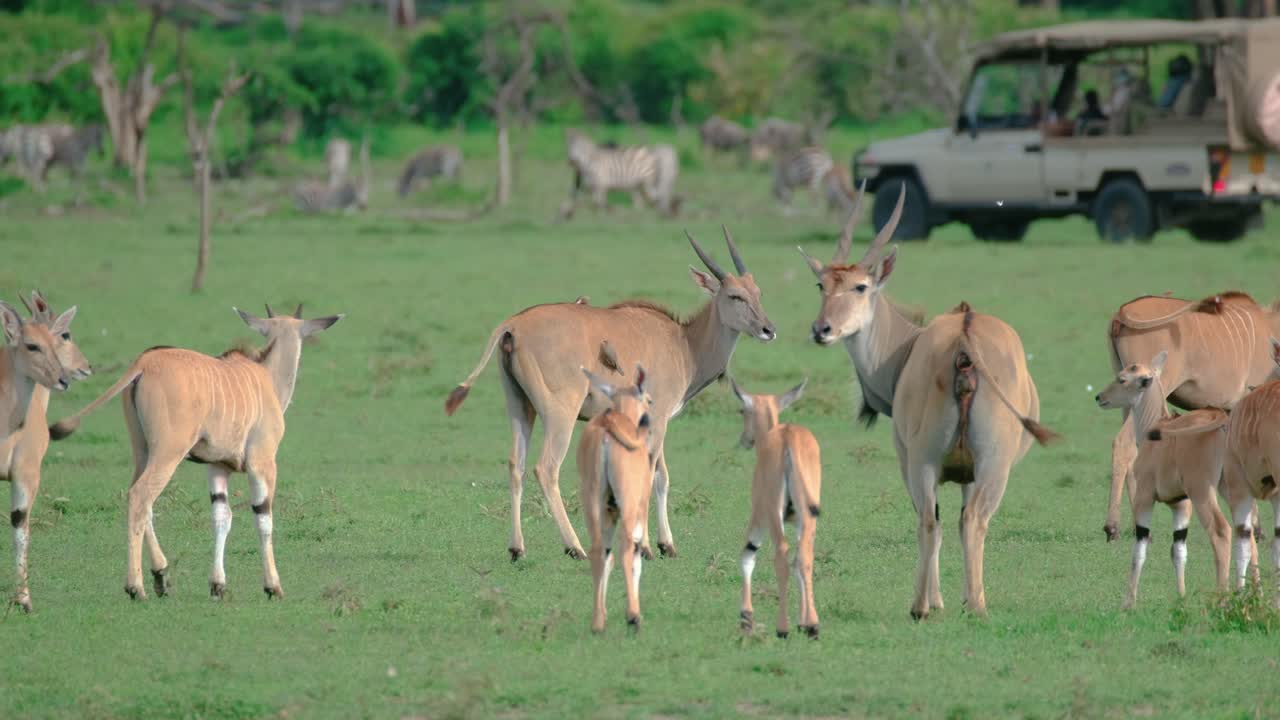 케냐의 마사이 마라 (masai mara) 의 에 있는 코먼 엘랜드 (common eland) 가족들
