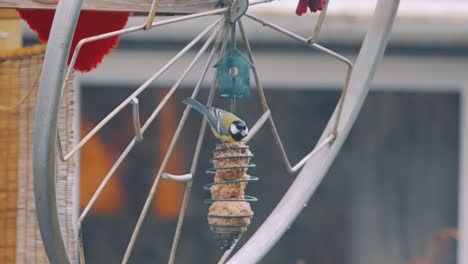 Great-Tit-Feeding-On-A-Fat-Ball-Feeder-And-Flies-Away