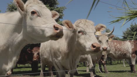 A-herd-of-cattle-anxiously-await-their-hand-fed-grass-on-a-hot-summer-day