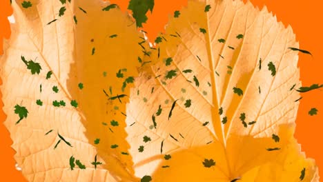 animation of multiple autumn leaves falling on orange background