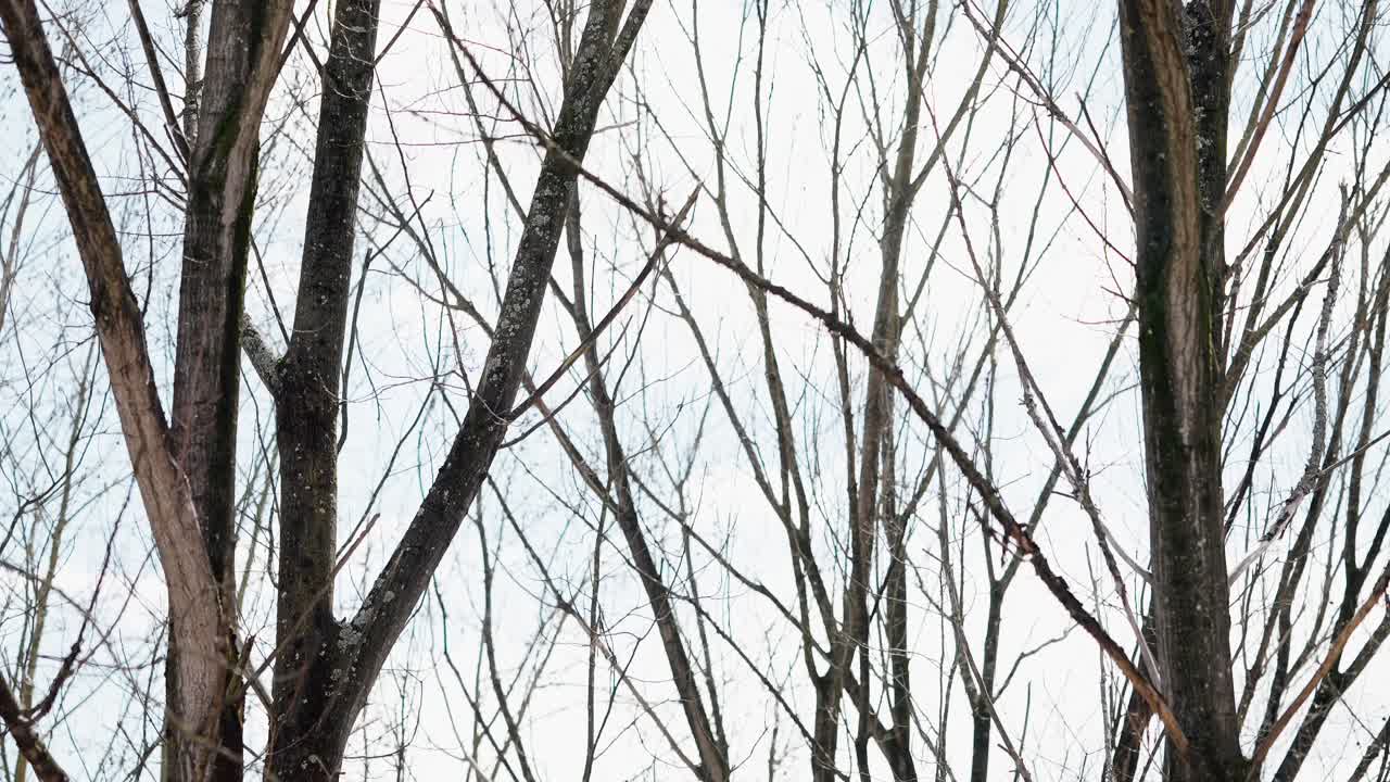 close up of leafless tree trunks and branches in winter against overcast pale sky