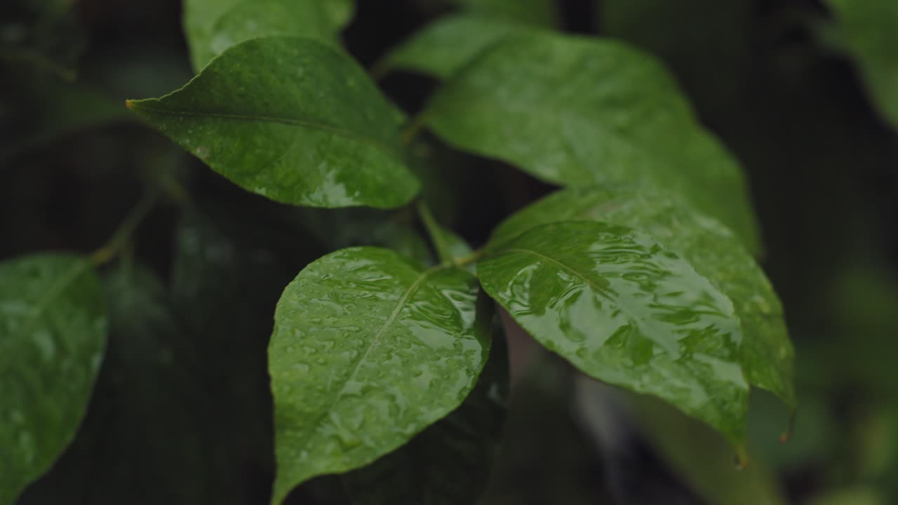 hojas verdes cubiertas de gotas de rocío mientras llueve