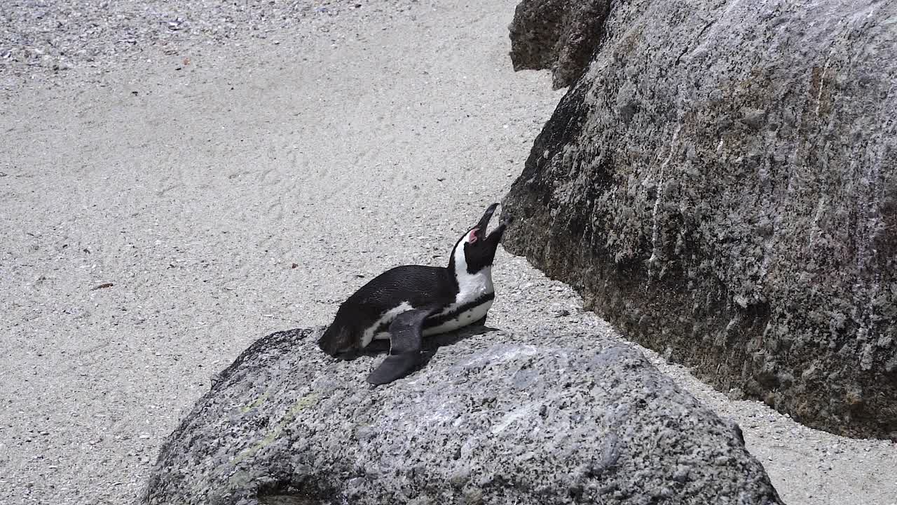 아프리카  (african penguin of boulders beach) 은 남아프리카 공화국 케이프타운에 있는 사이먼스 타운 근처에 있는 케이프 반도 (cape peninsula) 의 바울더스 해변에 서식하는 이다.
