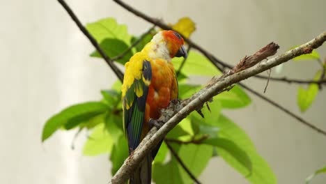 sun parakeet, sun conure with neck feather loss could due to infection of viral diseases, stressed, vitamin deficiency and over-preening by parent or mates, close up shot