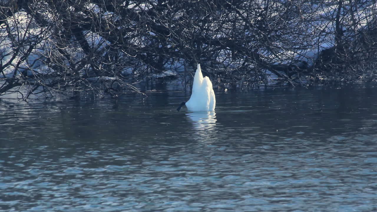 부리에 조류가 있는 백조. 눈 덮인 강둑 근처에서 새가 헤엄친다