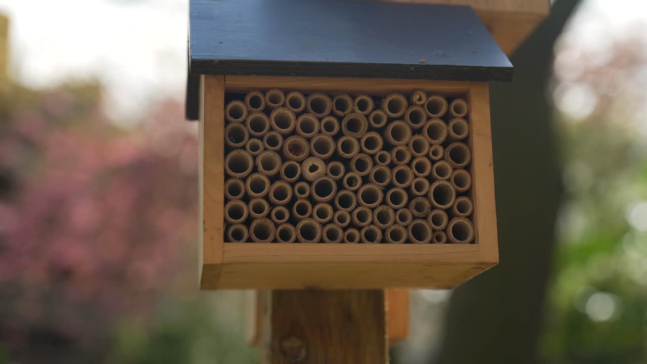 Slow motion shot of bees house with trees in the background